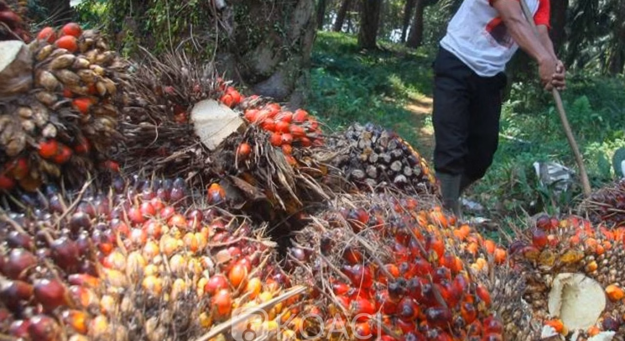 Arbre à cannelle : culture et récolte de ce fruitier exotique